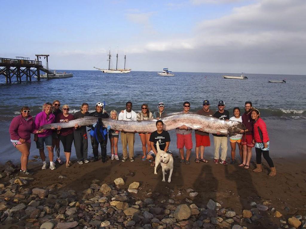 Sea Monsters Wash Ashore on California Coasts
