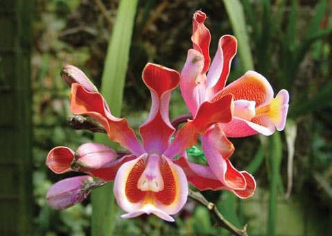 Santa Barbara International Orchid Show