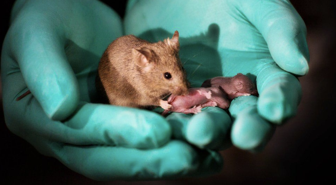 Same-Sex Mice Have Babies