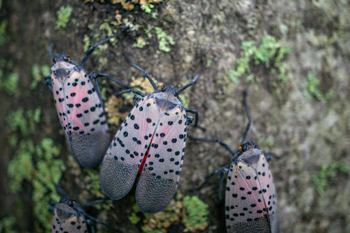 Spotted lanternflies are an invasive species common in California and the eastern United States.